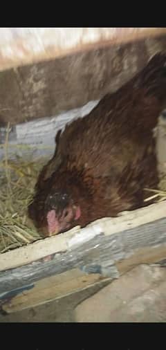 Kuruk Murghian / Broody Hens / read add