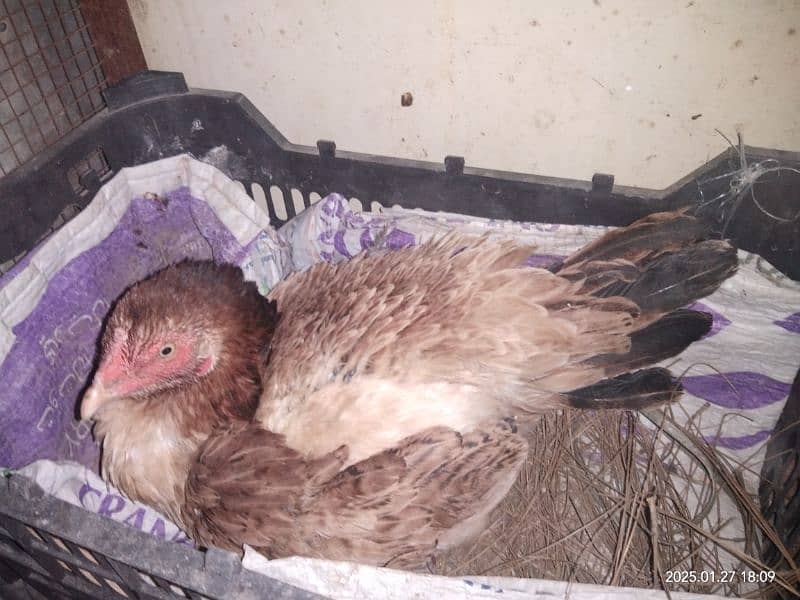 Kuruk Murghian / Broody Hens / read add 1