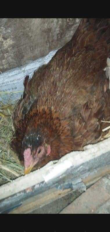 Kuruk Murghian / Broody Hens / read add 2