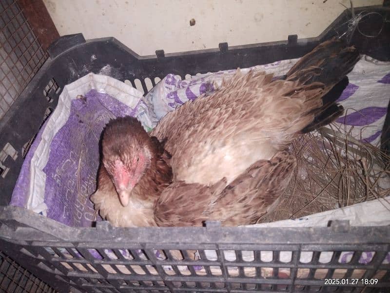 Kuruk Murghian / Broody Hens / read add 3