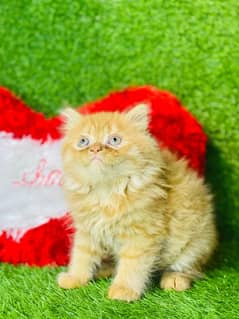 Gray Persian kitten| Triple long coat|punch Face|cat babies