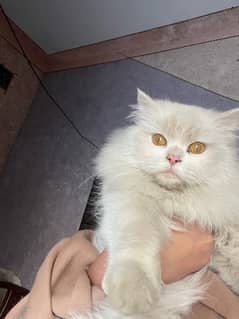 Persian male cat