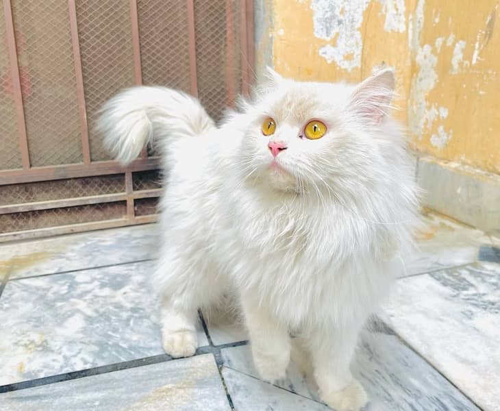 Persian male cat 1