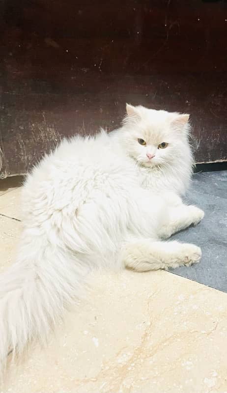 Persian male cat 2