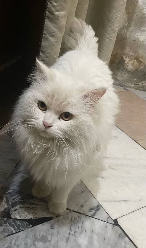 Persian male cat 3