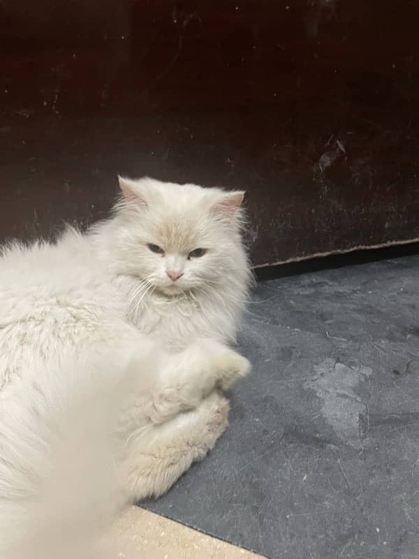 Persian male cat 4