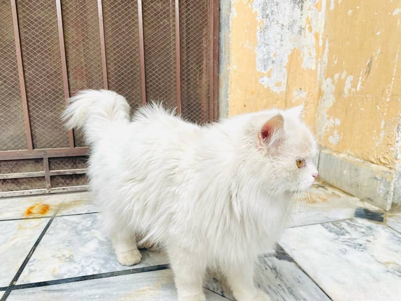 Persian male cat 5