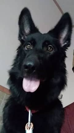 Black German shepherd females available for farm house's