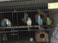 budgie parrots for sale