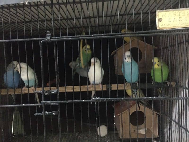 budgie parrots for sale 0