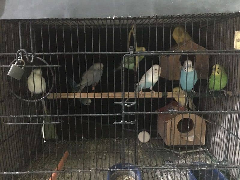 budgie parrots for sale 1