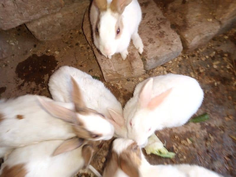 red eyes rabbits 5