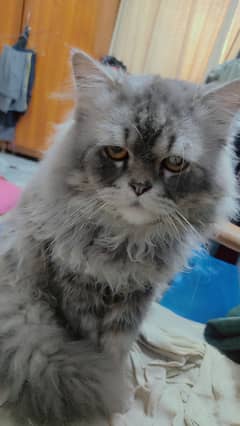 Triple coat Persian cat for sale