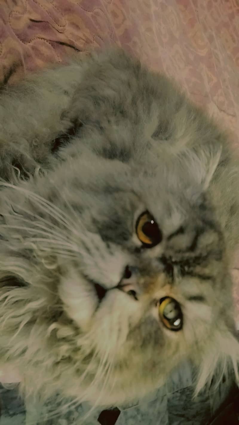 Triple coat Persian cat for sale 1