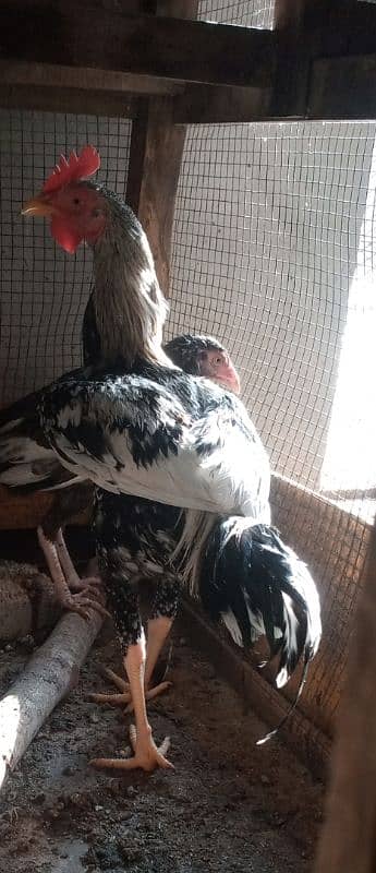 bengum aseel, grey silkie chicks,female, misri murga 0