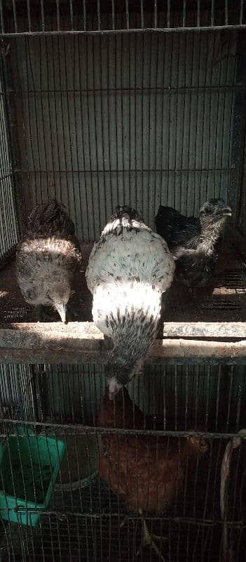 bengum aseel, grey silkie chicks,female, misri murga 1