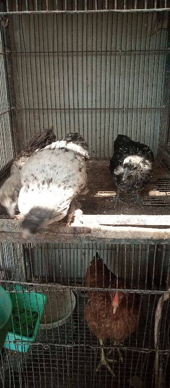 bengum aseel, grey silkie chicks,female, misri murga 2