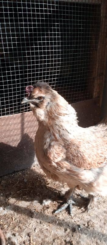 bengum aseel, grey silkie chicks,female, misri murga 6