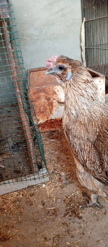 bengum aseel, grey silkie chicks,female, misri murga 7