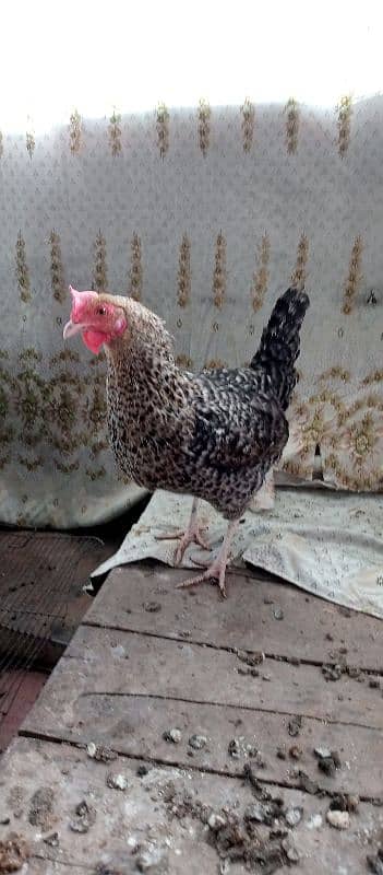 bengum aseel, grey silkie chicks,female, misri murga 9