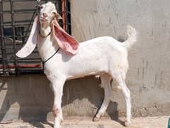 gulabi bakra