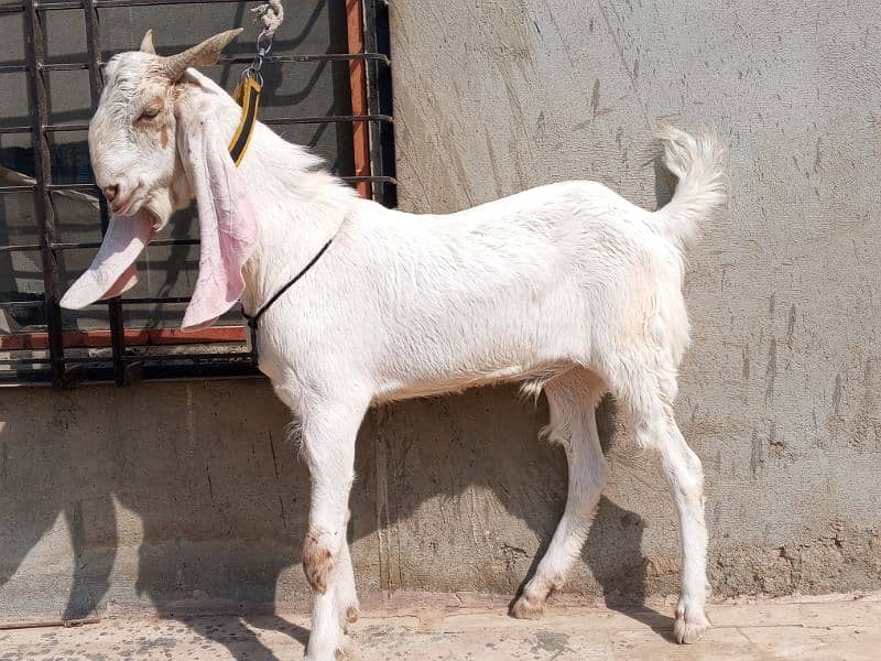 gulabi bakra 1