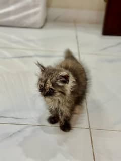 Semi-punched Persian kitten for Sale