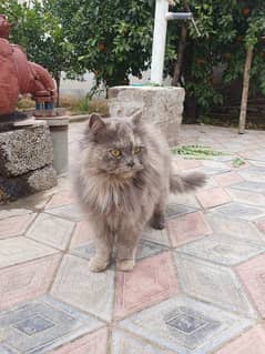 Grey Persian Cat - Trained