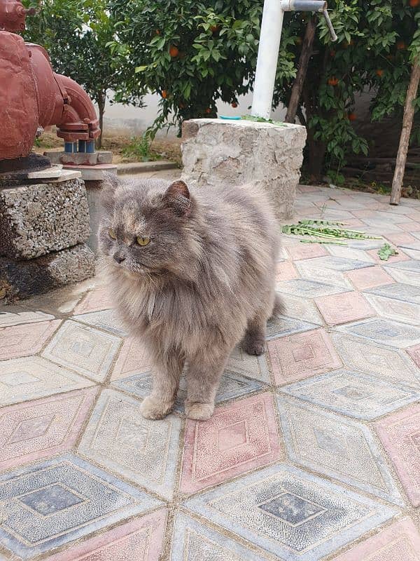 Grey Persian Cat - Trained 1