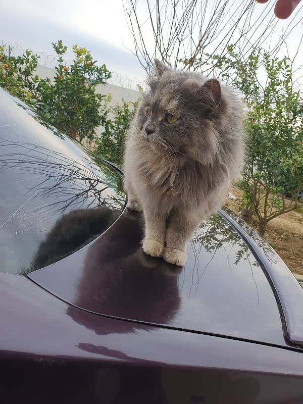 Grey Persian Cat - Trained 2