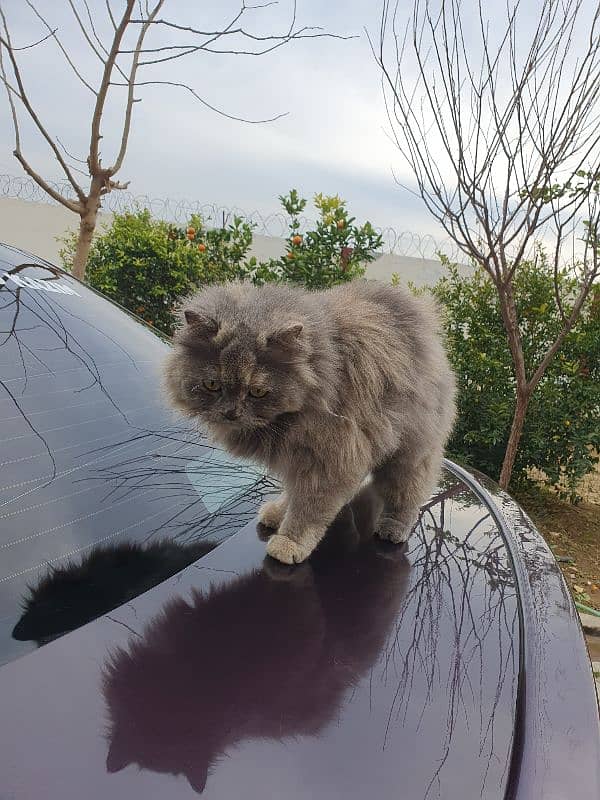 Grey Persian Cat - Trained 3