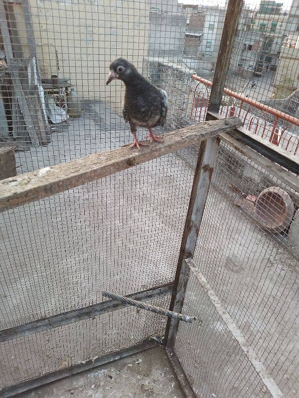 1 high fly pigeon golden breed 4