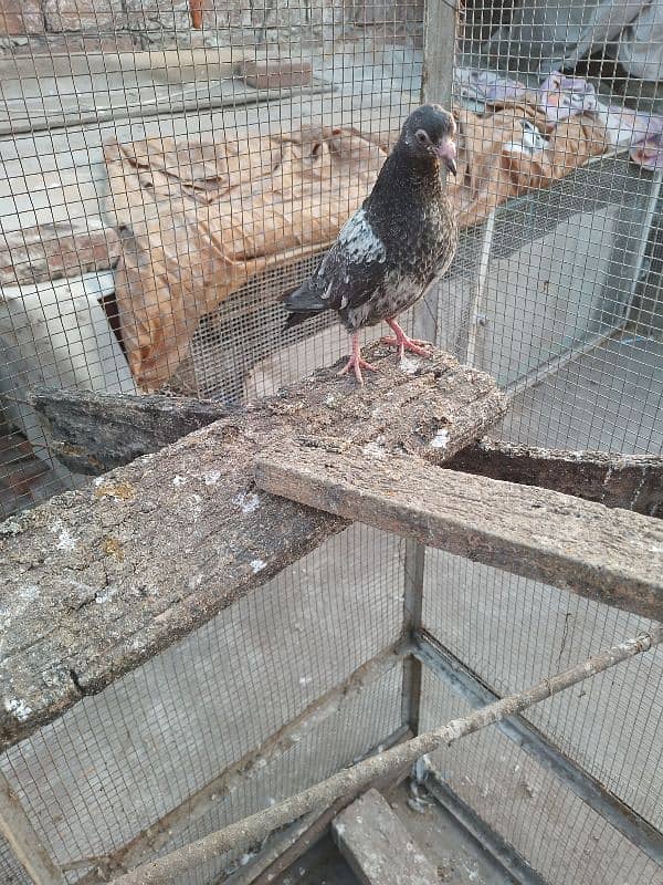 1 high fly pigeon golden breed 5