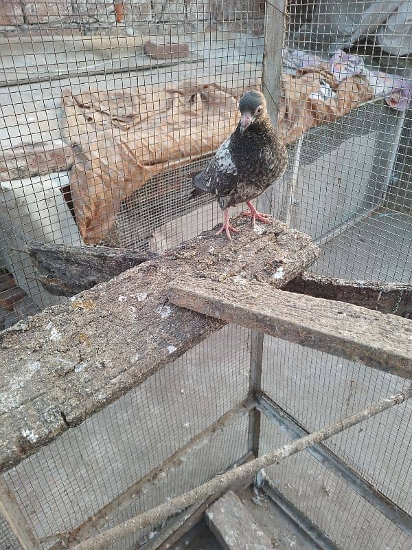 1 high fly pigeon golden breed 6