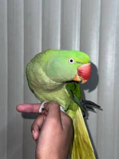 raw parrot