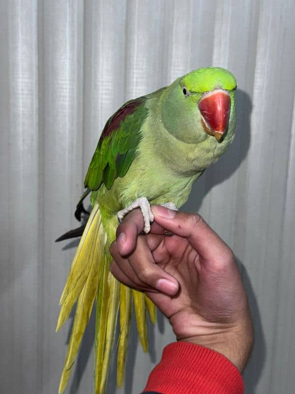 raw parrot 1