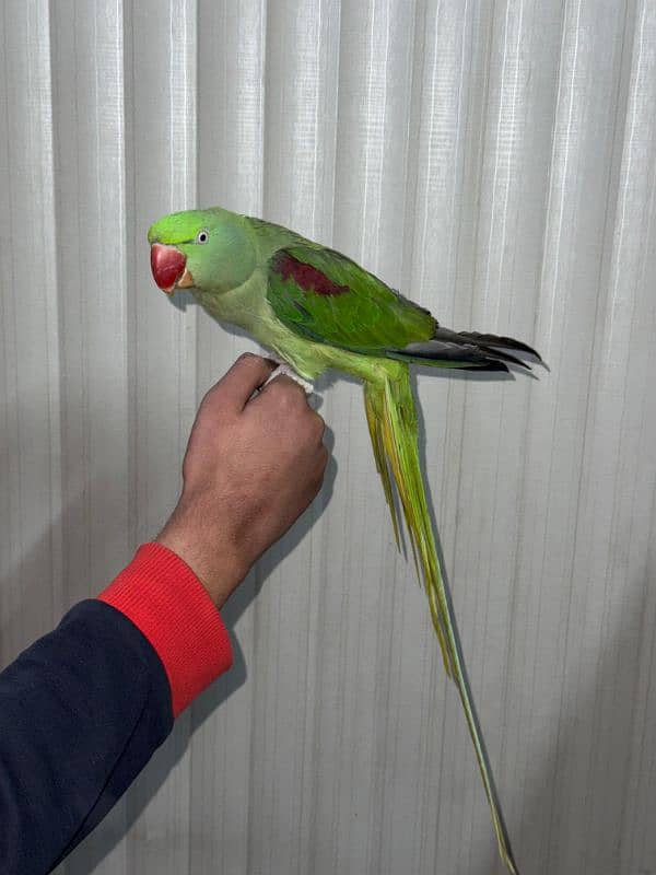 raw parrot 2