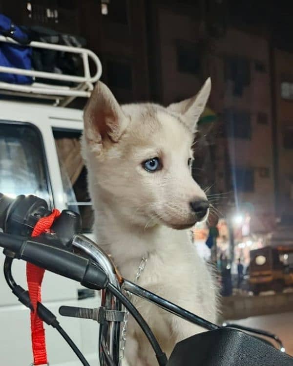 Sibarian husky puppy 0