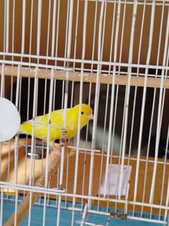 Male Canary