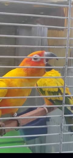 sun conure 03162617211