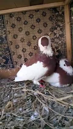 Reddish Brown Felegehazer breeder pigeon pair