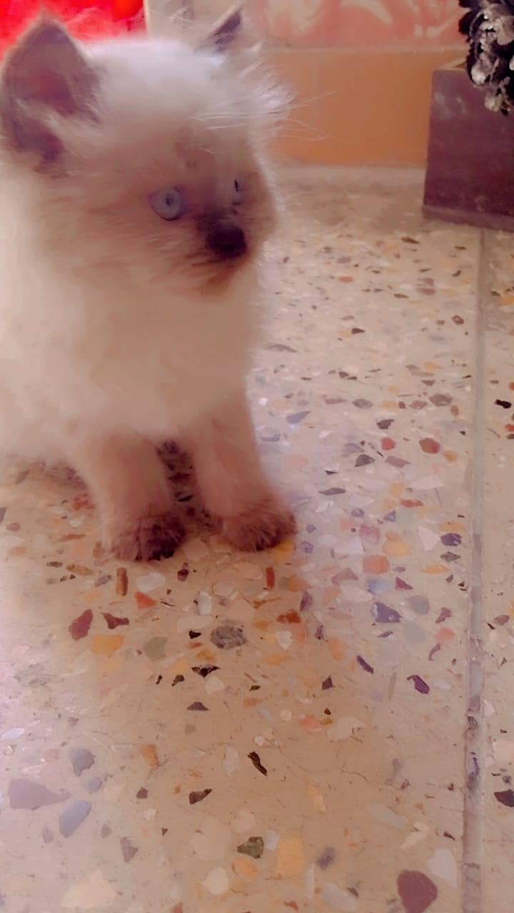 Persian cat 2