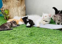 Extreme quality Persian kittens available for sale or adoption