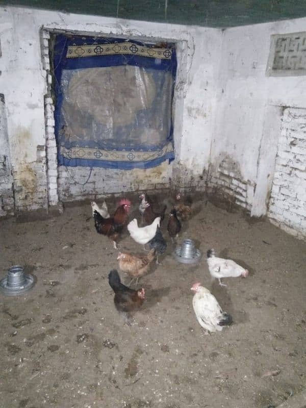 Desi hens Ando wali 1