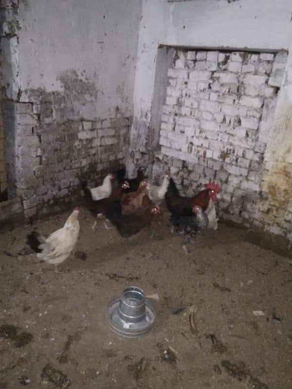 Desi hens Ando wali 3