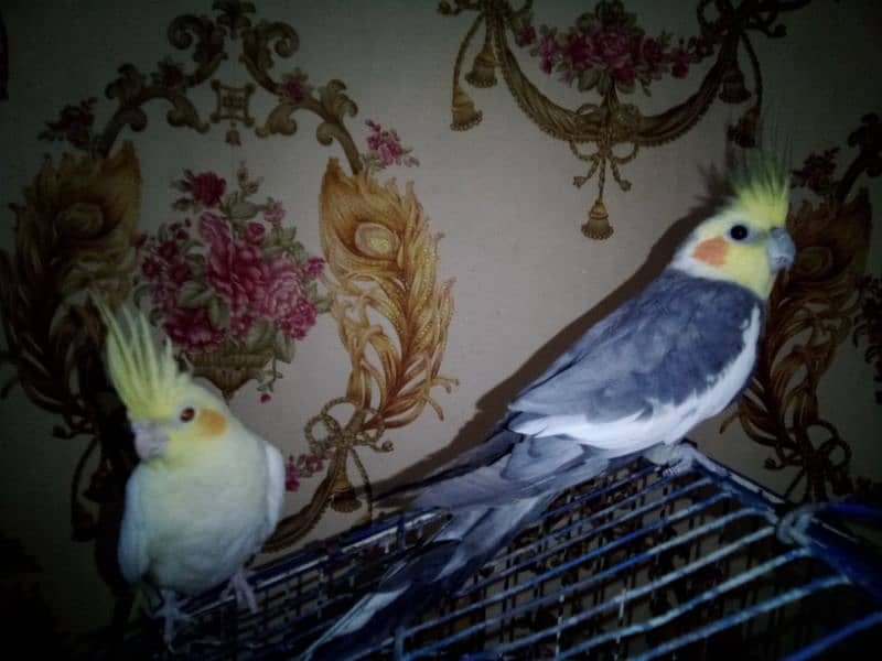 hand tame cocktail female lutino and male gray both are 6 month 1