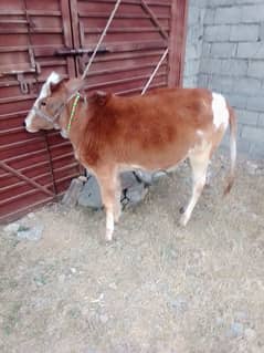 cow for sale