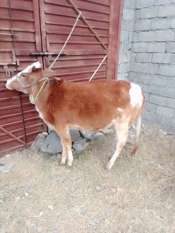 cow for sale 1