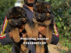 German shepherd Long Hair pink pedigree microchipped imported  puppies