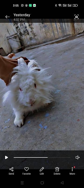 American Pet lionhead 2